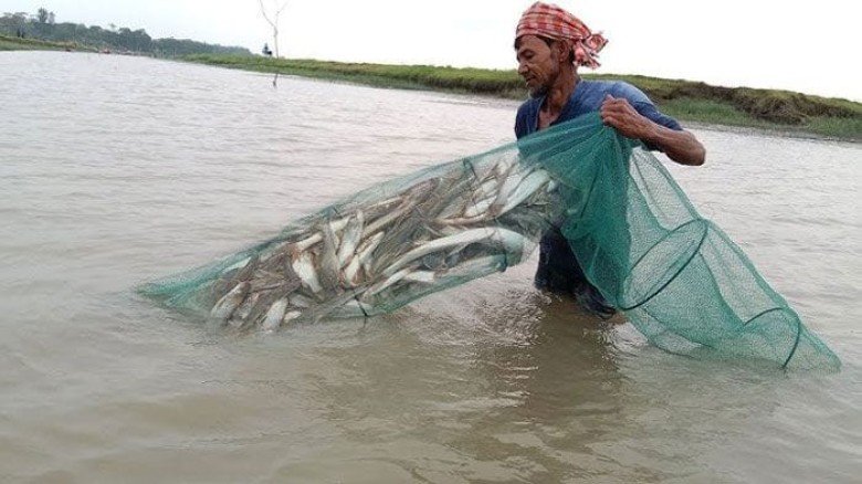 প্রজনন মৌসুমে চায়না জালে দেশীয় মাছ নিধন, হুমকিতে ম...